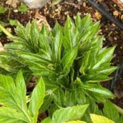 ヒメ日記 2026/02/13 10:49 投稿 ひろみ 完熟ばなな八王子