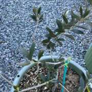 ひろみ おはようございます 完熟ばなな八王子