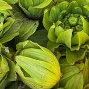 ひろみ おはようございます 完熟ばなな八王子