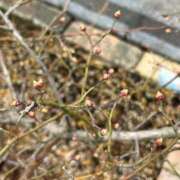 ひろみ おはようございます 完熟ばなな八王子