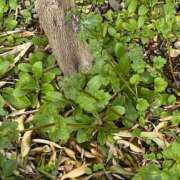 ヒメ日記 2026/03/07 10:19 投稿 ひろみ 完熟ばなな八王子