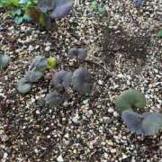 ヒメ日記 2026/03/21 10:29 投稿 ひろみ 完熟ばなな八王子