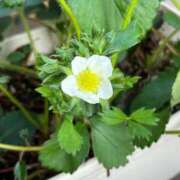 ひろみ おはようございます 完熟ばなな八王子