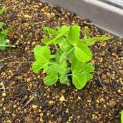 ヒメ日記 2026/04/15 10:09 投稿 ひろみ 完熟ばなな八王子