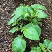 ヒメ日記 2026/04/16 15:39 投稿 ひろみ 完熟ばなな八王子