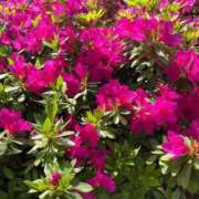 ヒメ日記 2026/04/18 16:09 投稿 ひろみ 完熟ばなな八王子