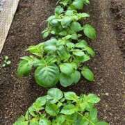 ヒメ日記 2026/04/22 10:39 投稿 ひろみ 完熟ばなな八王子