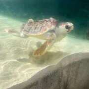 ヒメ日記 2025/09/01 23:21 投稿 りんか Blue Lagoon(ブルーラグーン)