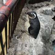 ヒメ日記 2026/02/25 18:31 投稿 りんか Blue Lagoon(ブルーラグーン)