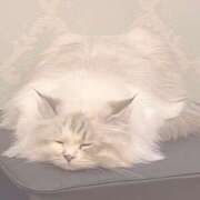 ヒメ日記 2025/04/03 03:43 投稿 ♪きらり♪ 水色りぼん