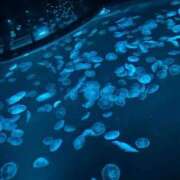 ヒメ日記 2025/08/22 20:52 投稿 せりな サティアンまーと