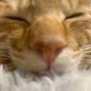 ヒメ日記 2025/04/15 16:49 投稿 ひすい ウルトラドリーム