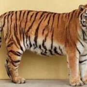 ヒメ日記 2025/05/05 14:19 投稿 ひすい ウルトラドリーム