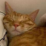 ヒメ日記 2025/06/23 23:21 投稿 ひすい ウルトラドリーム