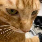 ヒメ日記 2025/10/05 21:19 投稿 ひすい ウルトラドリーム