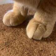 ヒメ日記 2025/11/02 09:59 投稿 ひすい ウルトラドリーム