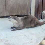 ヒメ日記 2026/01/07 08:35 投稿 れた アムールクリスタル