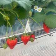 ヒメ日記 2026/03/12 01:14 投稿 さき 池袋本気AF専門店AF革命絶頂アクメ