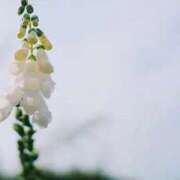 ヒメ日記 2026/01/28 18:59 投稿 めい FORTE