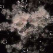 ヒメ日記 2025/03/31 23:50 投稿 あま 鹿児島ちゃんこ 薩摩川内店