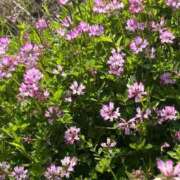 ヒメ日記 2025/04/06 18:38 投稿 あま 鹿児島ちゃんこ 薩摩川内店