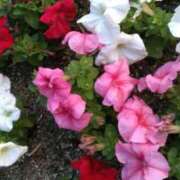 ヒメ日記 2025/05/11 09:54 投稿 早瀬なつみ 大阪ぽっちゃり妻