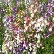 ヒメ日記 2026/04/13 16:17 投稿 早瀬なつみ 大阪ぽっちゃり妻