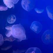 ヒメ日記 2025/11/05 14:11 投稿 かりな 素人系イメージSOAP彼女感大宮館