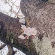 ヒメ日記 2025/03/31 15:38 投稿 かおるちゃん ちょい！ぽちゃロリ倶楽部Hip's馬橋店