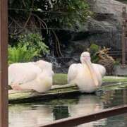 ヒメ日記 2025/05/19 15:49 投稿 かおるちゃん ちょい！ぽちゃロリ倶楽部Hip's馬橋店