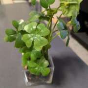 ヒメ日記 2025/03/11 18:45 投稿 月永（つきなが） 丸妻 錦糸町店