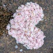 月永（つきなが） こんばんわ🌟次回 丸妻 錦糸町店