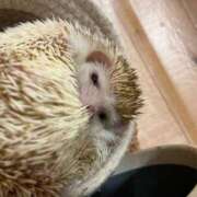 ヒメ日記 2025/02/07 08:11 投稿 しの☆大人気の予感☆ CAN MAKE.S NAGOYA