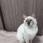 ヒメ日記 2025/06/26 03:18 投稿 りりか☆小柄激カワギャル☆ アネキャンモード