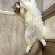 ヒメ日記 2026/01/18 00:30 投稿 りりか☆小柄激カワギャル☆ アネキャンモード