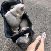 ヒメ日記 2026/01/28 12:15 投稿 りりか☆小柄激カワギャル☆ アネキャンモード