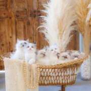 ヒメ日記 2026/03/11 09:45 投稿 りりか☆小柄激カワギャル☆ アネキャンモード