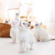 りりか☆小柄激カワギャル☆ めろめろ💛 アネキャンモード