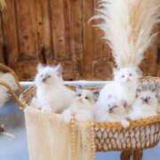 ヒメ日記 2026/03/19 21:19 投稿 りりか☆小柄激カワギャル☆ アネキャンモード