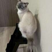 ヒメ日記 2026/04/03 11:45 投稿 りりか☆小柄激カワギャル☆ アネキャンモード