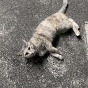 ヒメ日記 2025/10/16 05:46 投稿 ひなみ☆美しく淫らな癒し☆ アネキャンモード