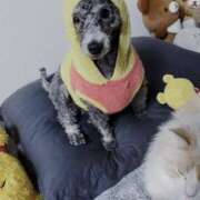 ヒメ日記 2026/03/17 18:56 投稿 あの☆超カワ天然某芸能人！？☆ アネキャンモード