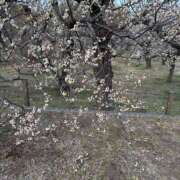 ヒメ日記 2026/02/12 10:43 投稿 つむぎ 美熟女専科白夜