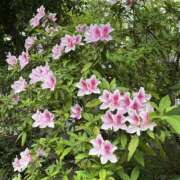 ヒメ日記 2026/04/14 13:45 投稿 つむぎ 美熟女専科白夜