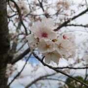 ヒメ日記 2025/04/02 12:59 投稿 めぐみ おもいっきり甘えさせてくれるおっぱい