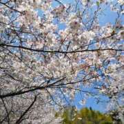 ヒメ日記 2025/04/07 17:57 投稿 めぐみ おもいっきり甘えさせてくれるおっぱい