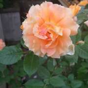 ヒメ日記 2025/04/29 15:07 投稿 めぐみ おもいっきり甘えさせてくれるおっぱい