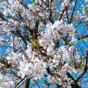 ヒメ日記 2025/04/05 20:30 投稿 さき 鹿児島ちゃんこ 薩摩川内店