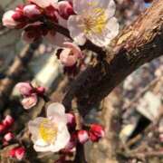 ヒメ日記 2026/04/06 21:09 投稿 ななほ sweet kiss