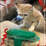 まく まくです！🧸 池袋あられ